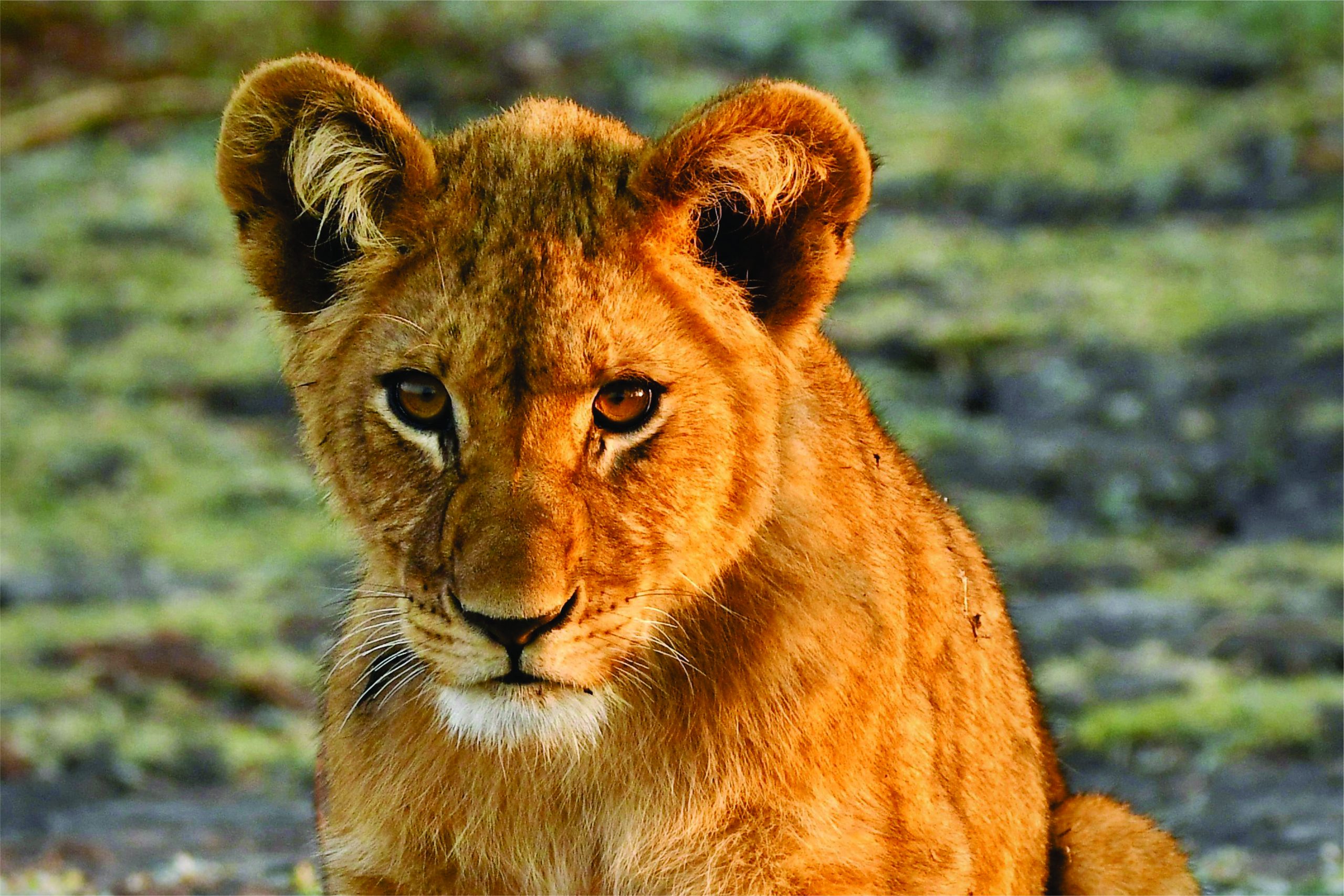 LionCubGallery Lion Cub Cape and Kruger Luxury tour